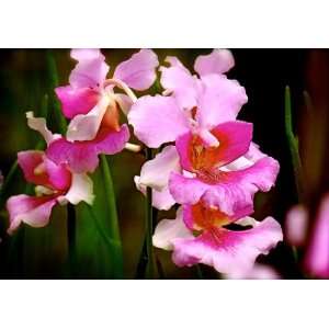 Vanda Orchid Plant   Miss Joaquim   Approx. 8   10 Inches  