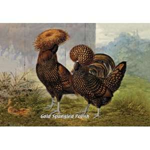 Gold Spangled Polish (Chickens) 20x30 Poster Paper 