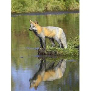 Red Fox at Waters Edge with Reflection, Minnesota Wildlife Connection 