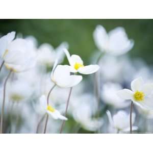  Anemone Sylvestris (Snowdrop Anemone), Close up of White 