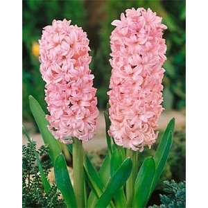  Hyacinth   Anne Marie Patio, Lawn & Garden