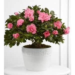 The FTD Vibrant Sympathy Planter  Grocery & Gourmet Food