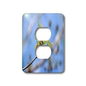   Out of Focus on a Blue Sky   Light Switch Covers   2 plug outlet cover