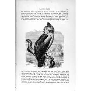  GUIANAN HARPY EAGLE BIRD PREY NATURAL HISTORY 1895
