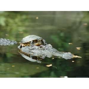  A Yellow Bellied Turtle Hitches a Ride on the Head of an 