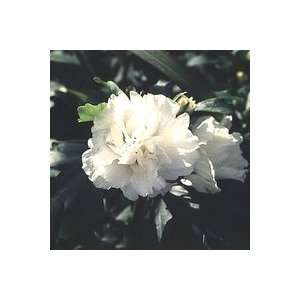 5 Double White Rose of Sharon 1 2 bareroot bush Patio 