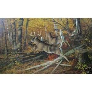  Michael Sieve   Maple Rush   Whitetail Deer