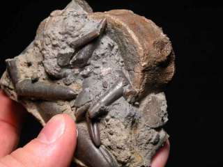 PM80  TOP JURASSIC ICHTIOSAUR VERTEBRA   Ophtalmosaurus  