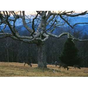  A Group of White Tailed Deer Grazing under an Old Oak Tree 