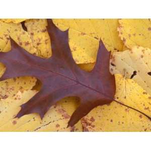 Northern Red Oak Leaf in Fall, Sandy Point Trail, New 