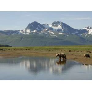 Brown Bear with Cub (Ursus Arctos) Crossing Creek, Alaska Photographic 
