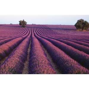   Fragrant Flowers, Valensole, Provence, France , 72x48
