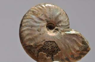 D146  SUPERB POLISHED AMMONITE WITH NICE SUTURE LINE  