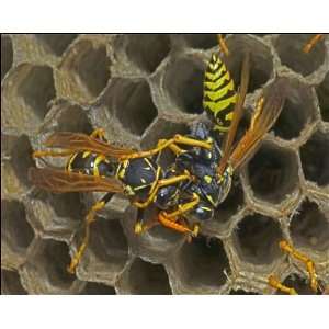 European Paper WASPS   male (right) being fed regurgitated 