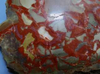 Jurassic Art Nodule*Polished* Large Slab NICE*  