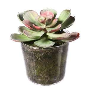   Mini Potted Artificial Echeveria Plant in Glass Pot