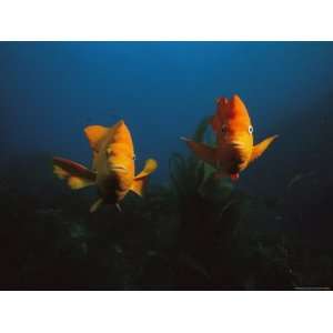  Two Garibaldi Fish Face the Camera Animals Photographic 