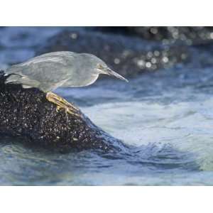 Lava Heron, Butorides Sundevalli, Santa Fe Island, an Endemic Species 