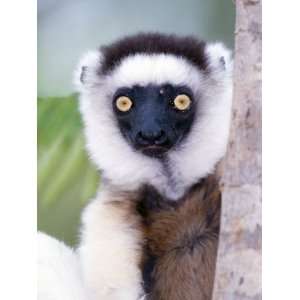  Close Up of a Verreauxs Sifaka Lemur, Berenty, Madagascar 