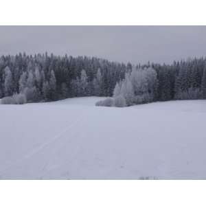  Snow Covering Trees in Dense Forest in Rural Finland in 