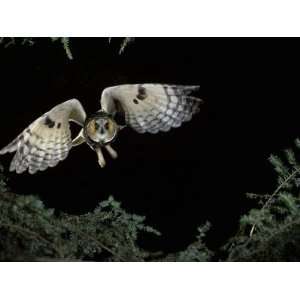  Long Eared Owl in Flight, Asio Otus, North America 