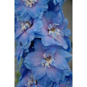  350 ROCKET LARKSPUR BLUE & PINK MIX Delphinium Ajacis Flower 