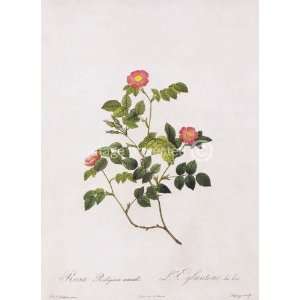  Small Flowered Eglantine Rose Redoute Botanical MOUSE PAD 