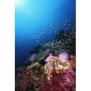  Similan Islands Underwater Wall Mural