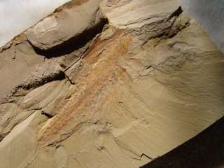 RCCindarella ChengJiang Rare Arthropod Trilobite Museum Quality 