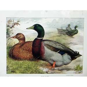    1902 Poultry Lewis Wright Rouen Ducks Cayuga Colour