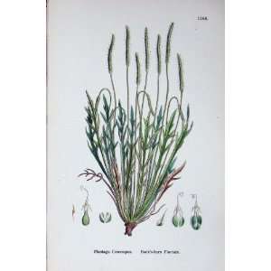 Botany Plants C1902 BuckS Horn Plantain Plantago 