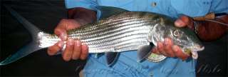 Hardy Greys Platinum XD Salt Graphite Fly Fishing Rod  