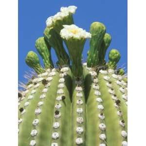 Saguaro Cactus Flower, Sonora Desert Museum, Tucson, Arizona Premium 