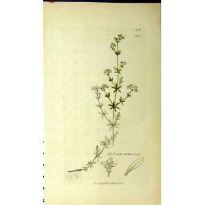   1810 Sowerby Botanical Print Galium Witheringu Plant