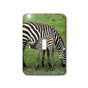  Kike Calvo Animals   Common zebra breast feeding mil from 