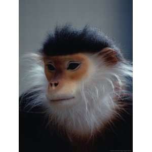 The Douc Langur is an Endangered Species Native to Indo China National 