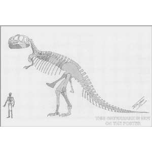  Tyrannosaurus Rex Skeleton, c1905   24x36 Poster 