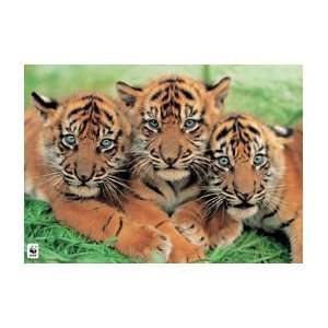  Wildlife Posters Tiger cubs   WWF   23.8x33.5 inches 