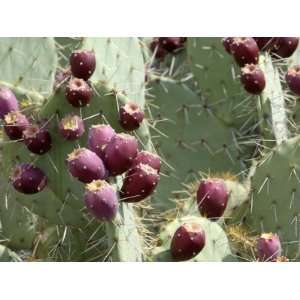 Prickly Pear Cactus Fruit, Socorro County, New Mexico Photographic 