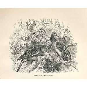  Turtle Dove 1862 WoodS Natural History Bird Engraving 