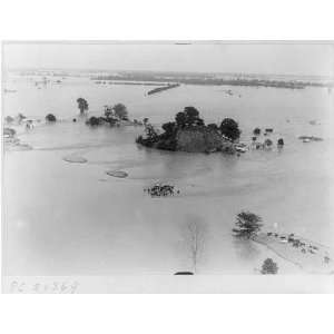  Mississippi River flood,1927,Animals on high ground
