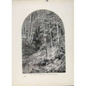  Pine Forest West Branch Susquehanna Antique Print Art 