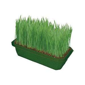    DuneCraft Sprout n Grow Greenhouses Wheat Grass Toys & Games