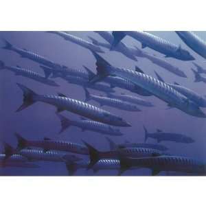  (6x9) Barracudas in the Blue Greeting Card No Envelope 