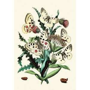  Butterflies P. Apollo, P. Phoebus, et al.   Paper Poster 