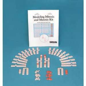 Modeling Mitosis and Meiosis 1 Station Kit  Industrial 