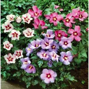    3 N 1 Hardy Hibiscus By Collections Etc Patio, Lawn & Garden