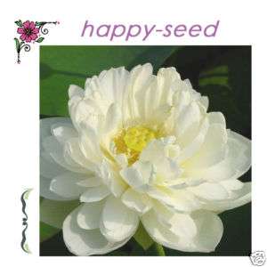 Lotus flower  Nelumbo nucifera 5 seeds *DIY [ZZ12]  