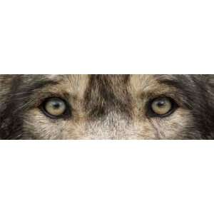  Wolf Eyes 2 Rear Window Graphic Automotive