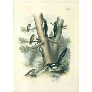  Reprint Black backed Three toed Woodpecker 1897
